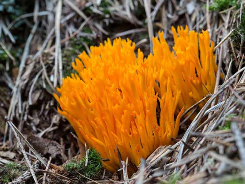 nam-ramaria-sp Nấm Ramaria sp.