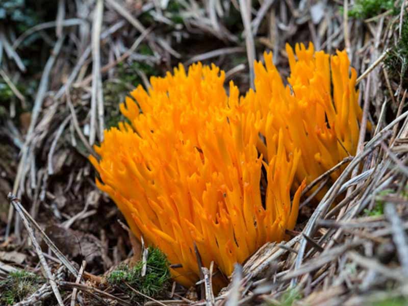 Nấm Ramaria sp.