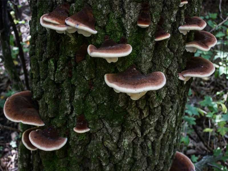 Nấm Resinous Polypore