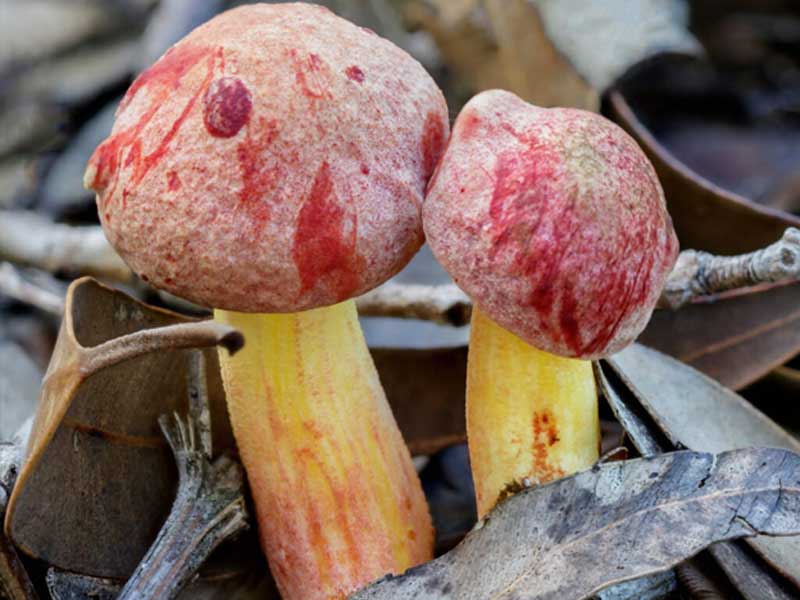 Nấm Rhubarb Bolete