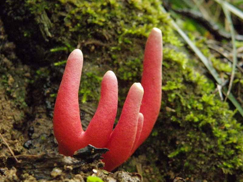 Nấm Poison Fire Coral