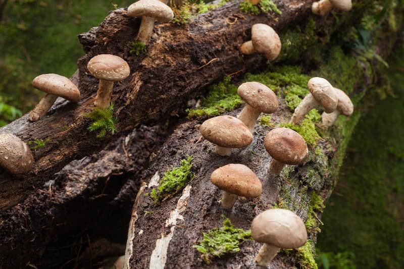 Nấm dược liệu Shiitake - Nấm hương Nhật Bản