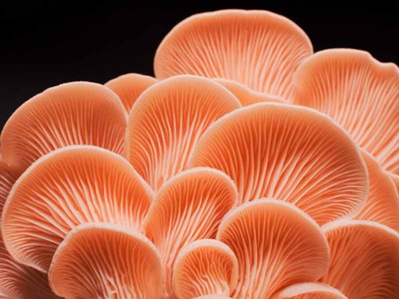 nam-so-hong Nấm sò hồng
