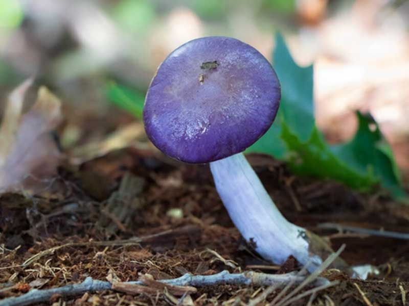 nam-spotted-cort Spotted Cort