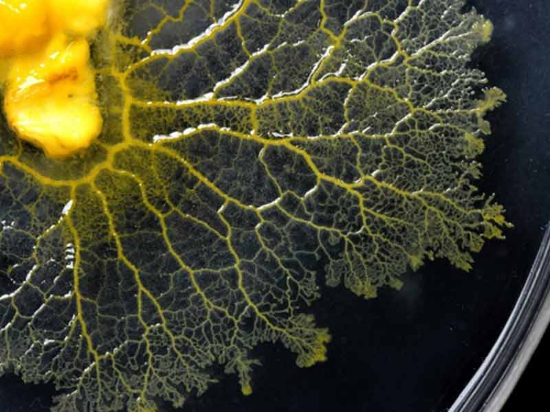 nam-the-blob Nấm The Blob