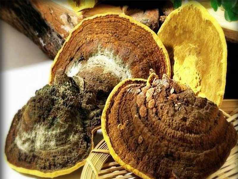 nam-thuong-hoang Nấm thượng hoàng