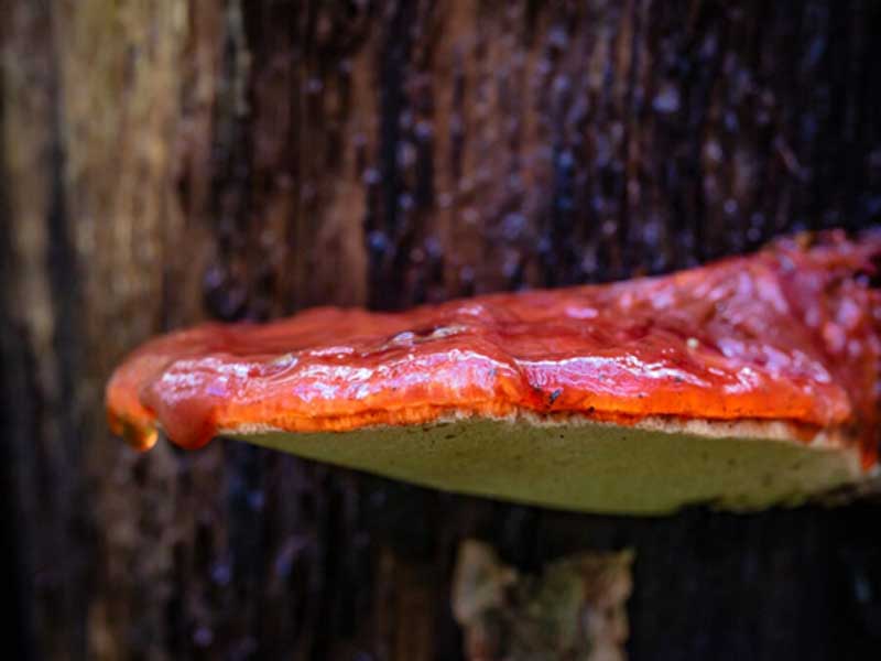 Tongue Mushroom