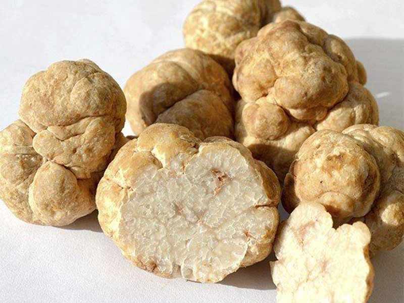 nam-truyp-trang Nấm Truýp Trắng