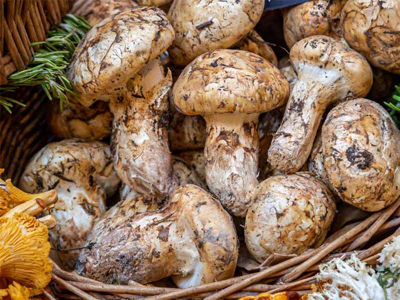 nam-tung-nhung-2 Nấm tùng nhung