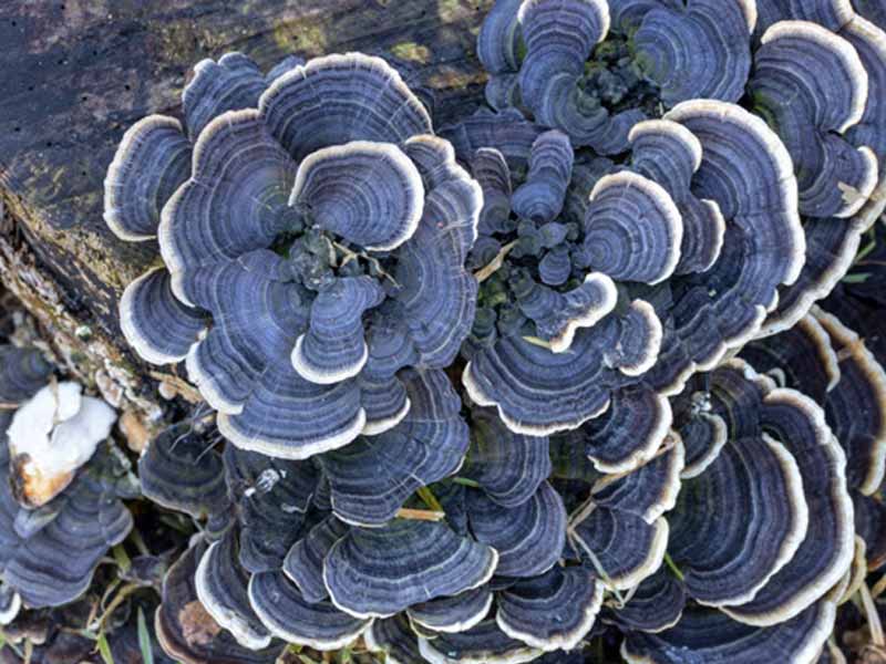 Turkey Tail