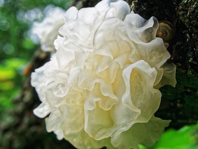 Ngân nhĩ giàu dinh dưỡng và có nhiều tác dụng