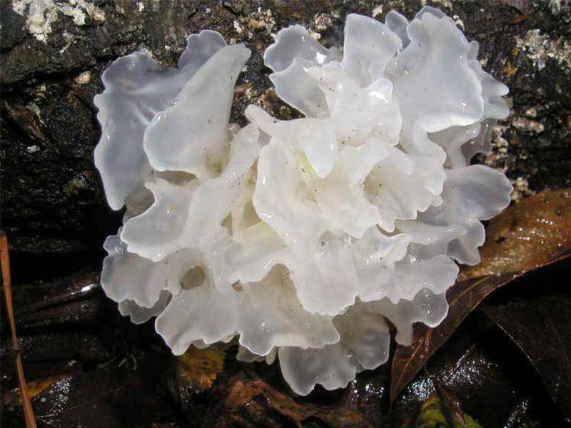 nam-tuyet-nhi-gia-bao-nhieu-1 Nấm tuyết