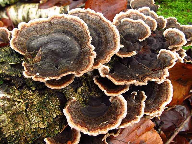 nam-van-chi Nấm Vân Chi