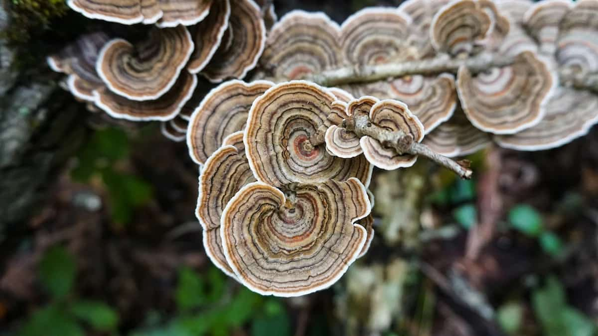 Nấm vân chi giá bao nhiêu