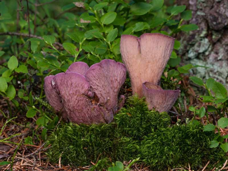 Nấm Violet Chanterelle