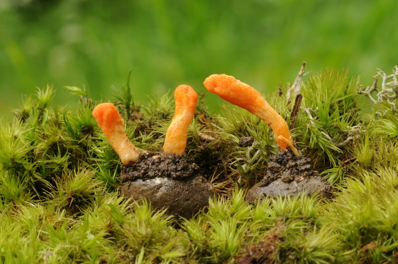 Nguồn gốc của cordyceps militaris