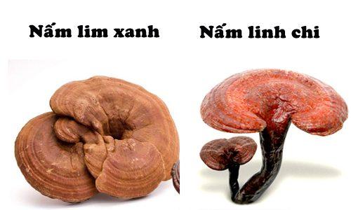 So sánh điểm khác biệt giữa nấm linh chi và nấm lim xanh