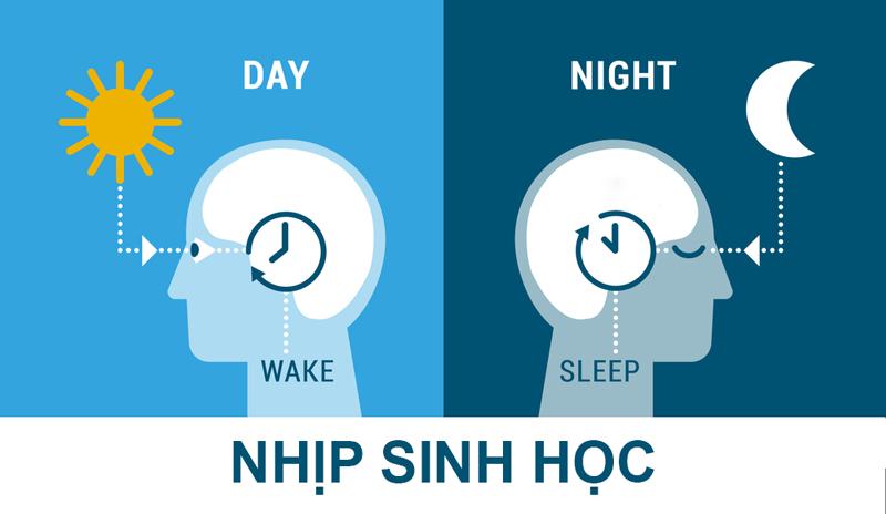 Nhịp sinh học và chu kỳ đánh thức giấc ngủ.