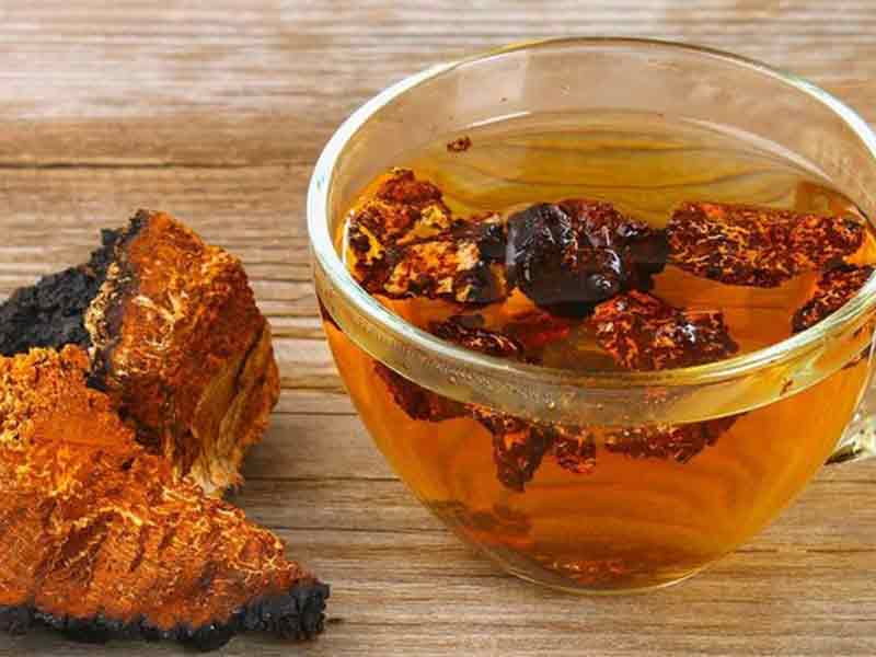 Những lưu ý khi sử dụng nấm chaga