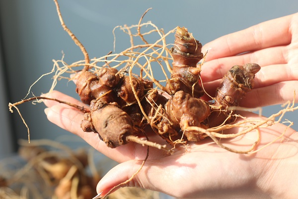 3 Cách Phân Biệt Các Loại Nhân Sâm Phổ Biến Chính Xác