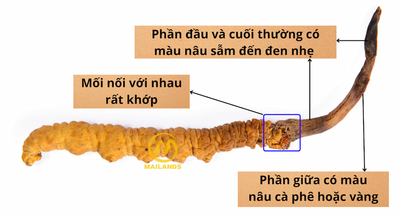 Phần thảo của con Đông trùng hạ thảo thật có màu nâu