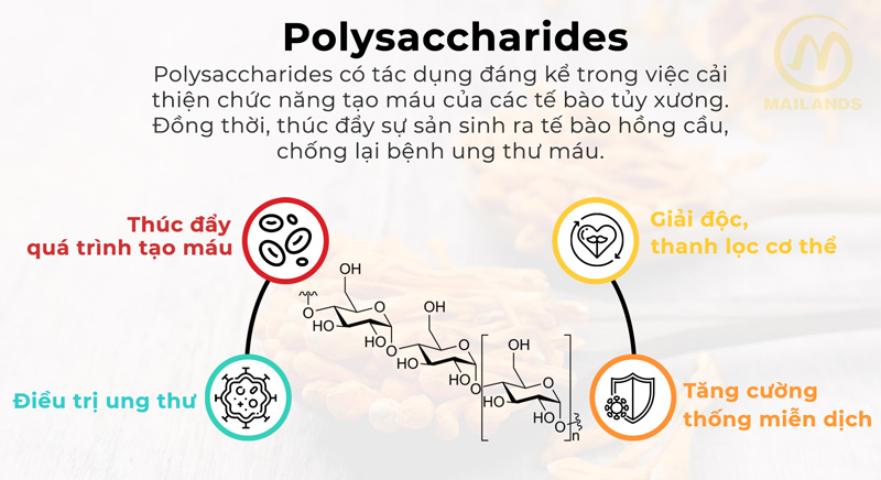 Hoạt chất Polysaccharides