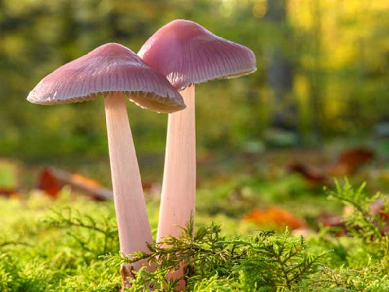 rosy-bonnet nấm Rosy Bonnet