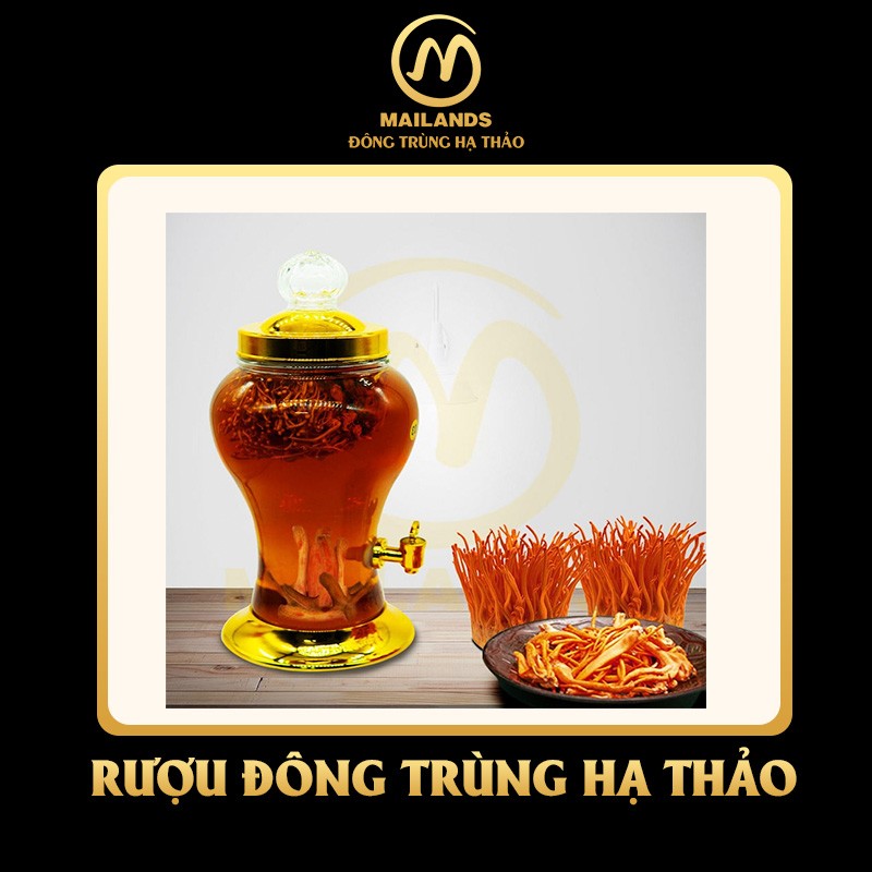 Rượu đông trùng hạ thảo ngâm