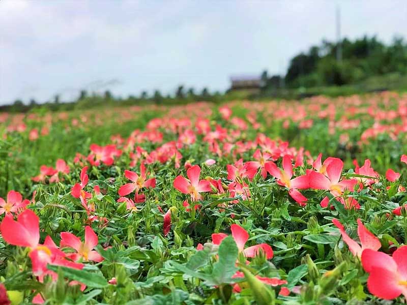 Sâm bố chính - Đặc điểm