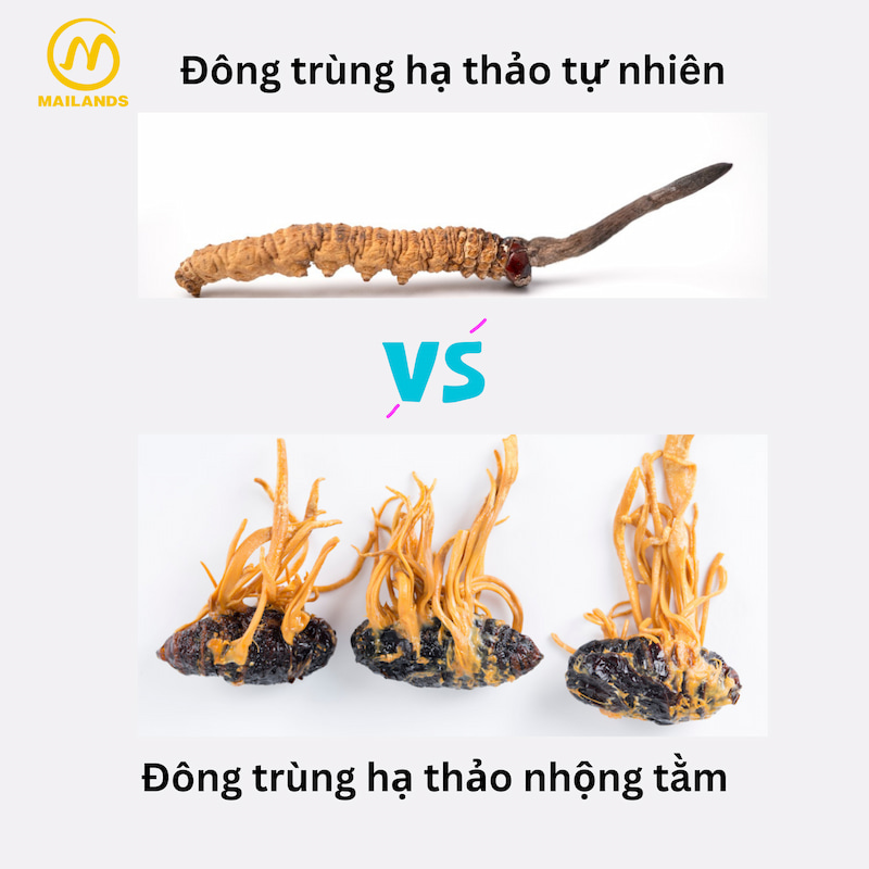 Sự so sánh giữa đông trùng hạ thảo được nuôi cấy trên nhộng tằm và loại tự nhiên