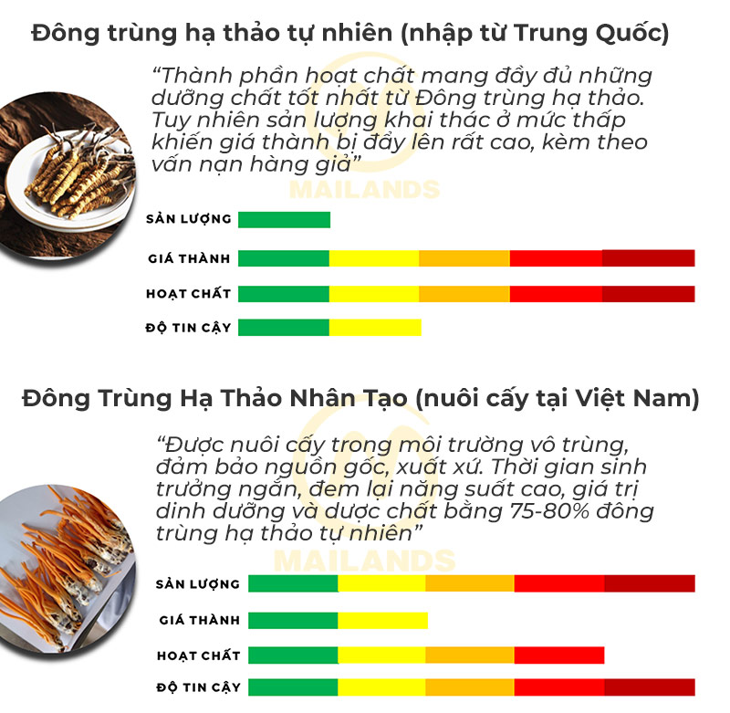 So sánh Đông trùng hạ thảo tự nhiên vs nhân tạo