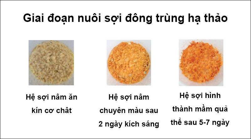 Sự phát triển của nấm đông trùng hạ thảo trong giai đoạn nuôi sợi