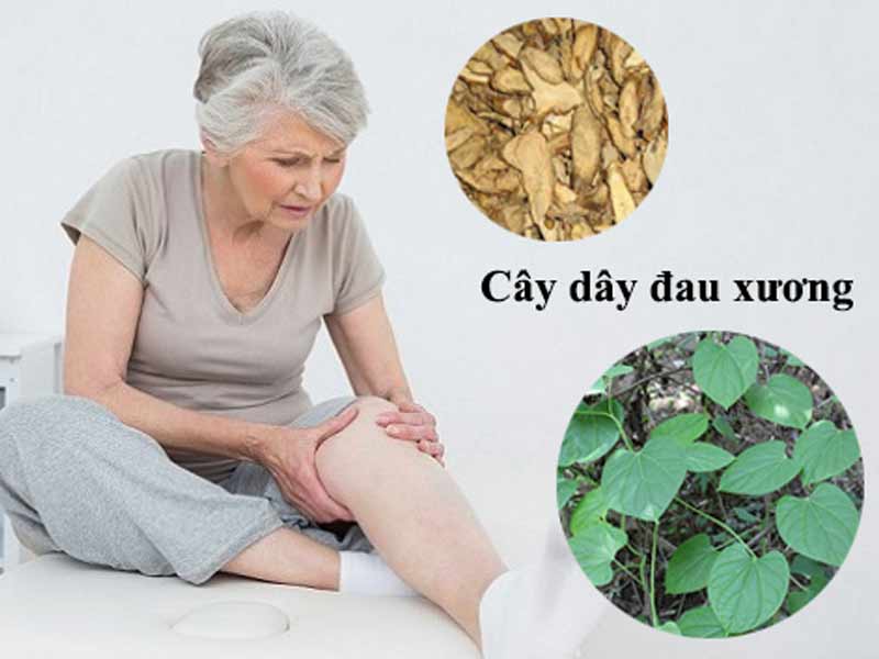 Tác dụng của cây dây đau xương