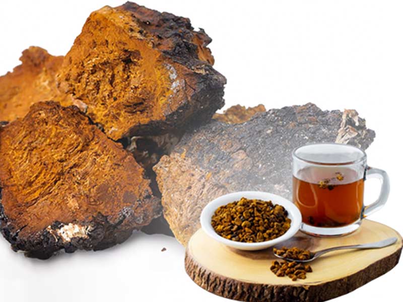 Tác dụng của nấm chaga