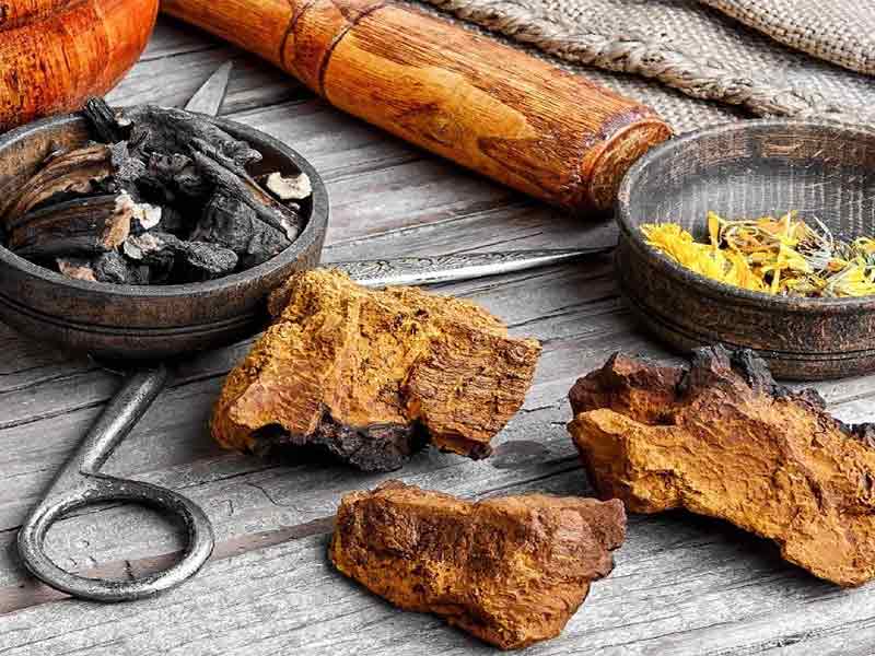 Tác dụng phụ của nấm chaga