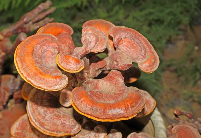 7 Tác Dụng Phụ Của Nấm Linh Chi Và Ai Không Nên Dùng