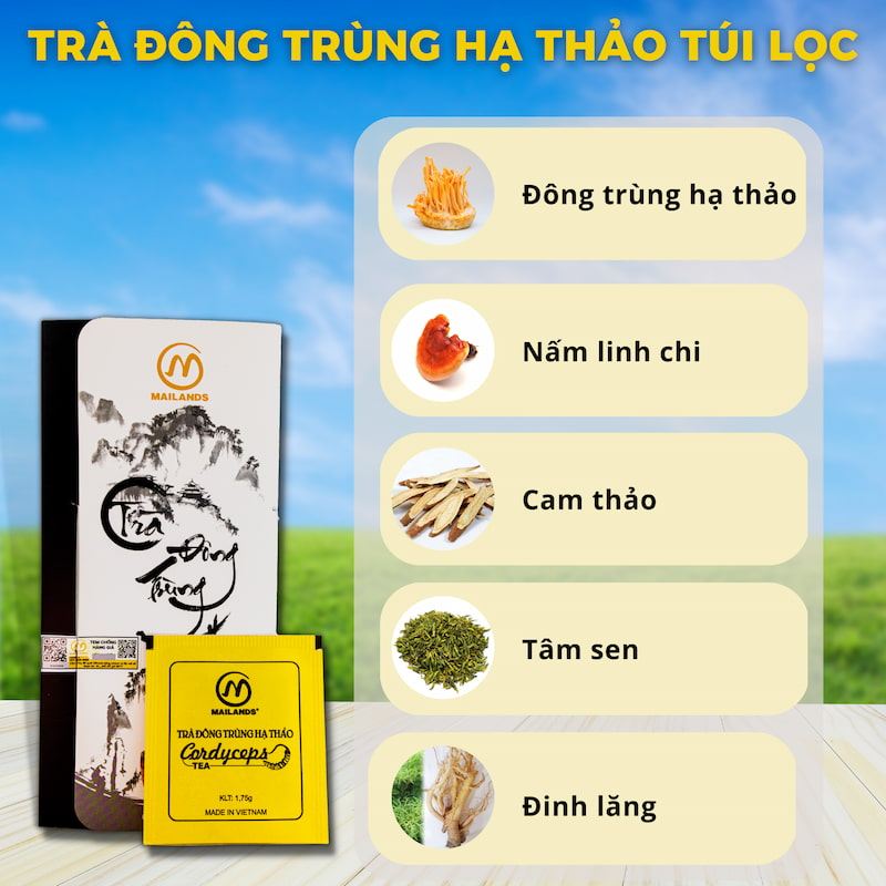 Thành phần của trà túi lọc đông trùng hạ thảo Mailands