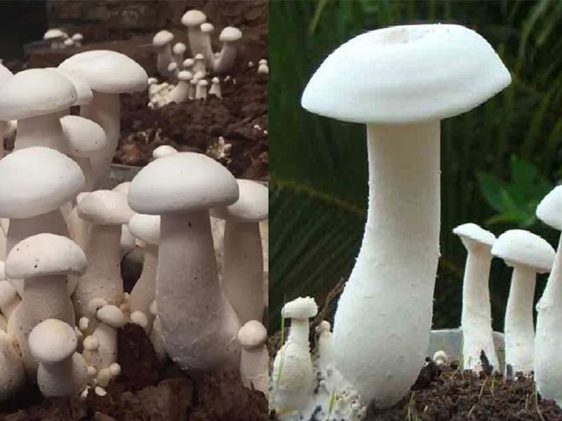 Nấm hoàng đế có nguồn giá trị dinh dưỡng cao