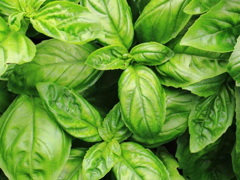 Basil (Húng tây) - Thảo mộc là gì?