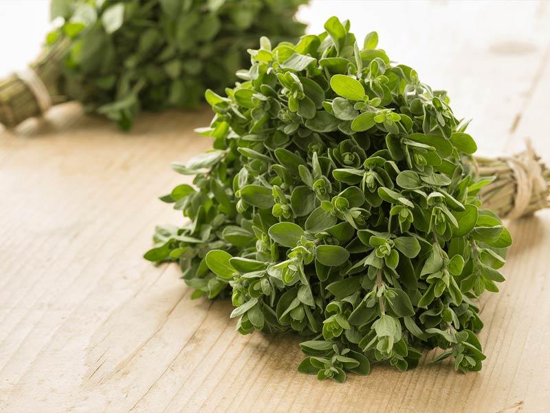 Marjoram (Kinh giới ngọt) - Thảo mộc là gì?