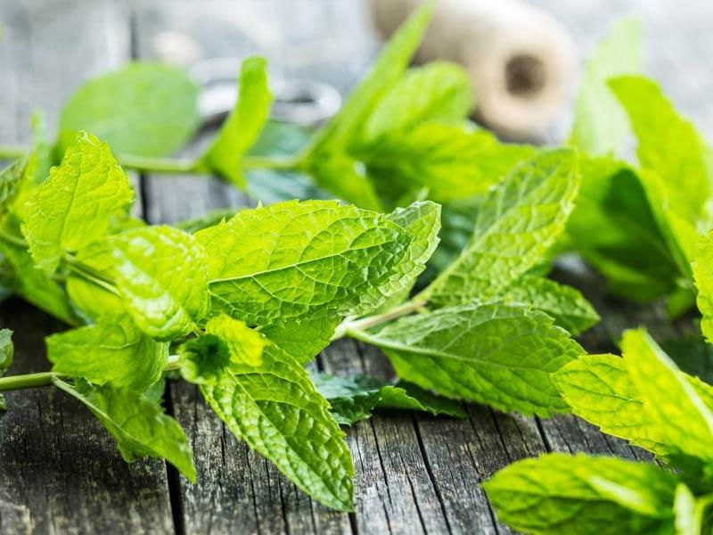 Mint (Bạc hà) - Thảo mộc là gì?