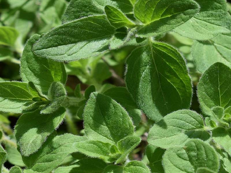 Oregano (Kinh giới cay) - Thảo mộc là gì?