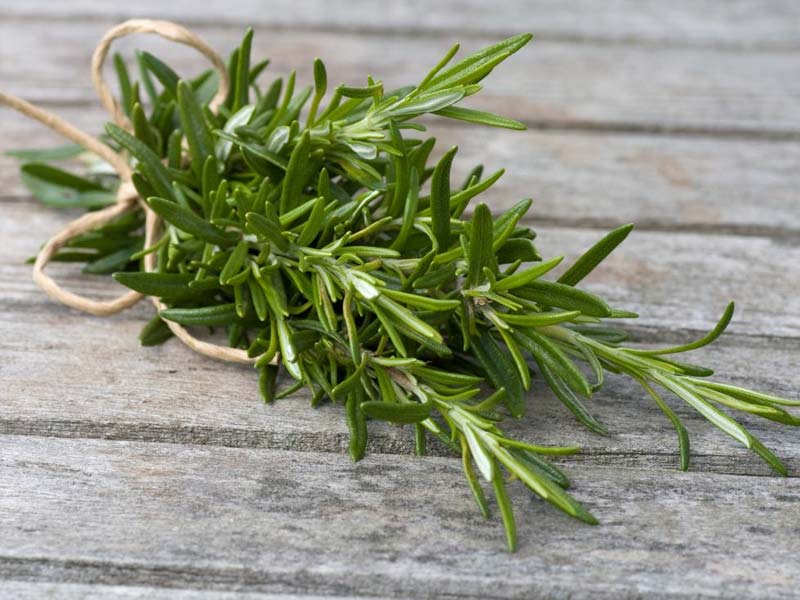 Rosemary (Hương thảo) - Thảo mộc là gì?