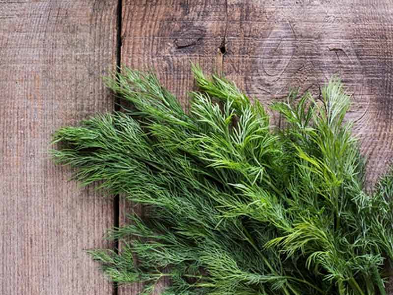 thi-la Thì là - Các loại thảo mộc