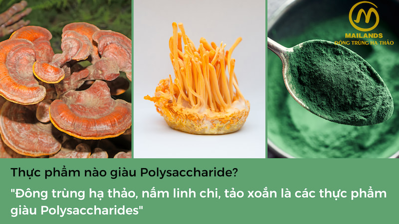 thuc-pham-giau-polysaccharide-2 Thực phẩm giàu Polysaccharide bao gồm nấm đông trùng hạ thảo, nấm linh chi, tảo xoắn