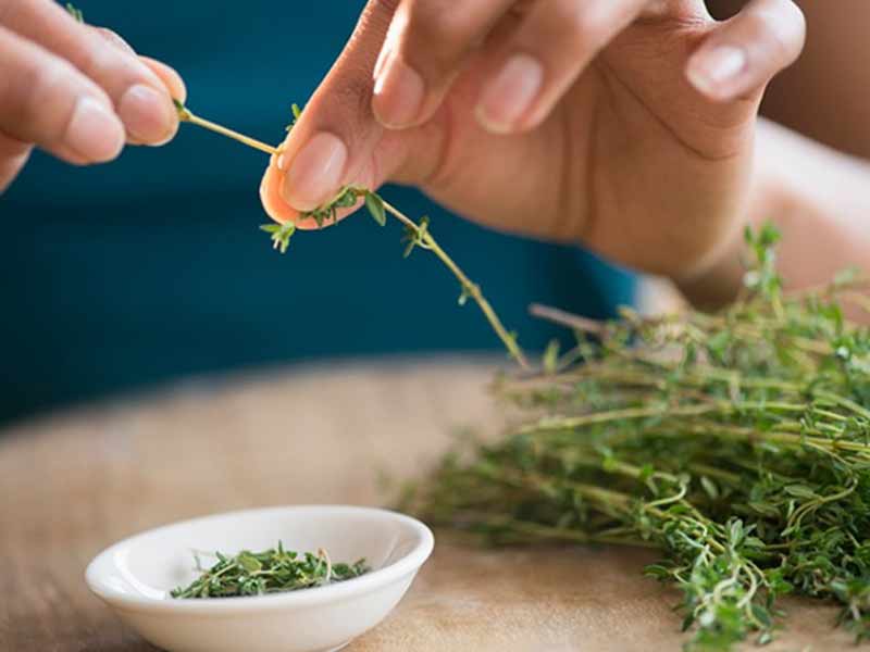 thyme Cỏ xạ hương