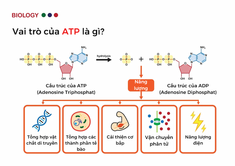 vai-tro-cua-atp-1-1 Vai trò của ATP