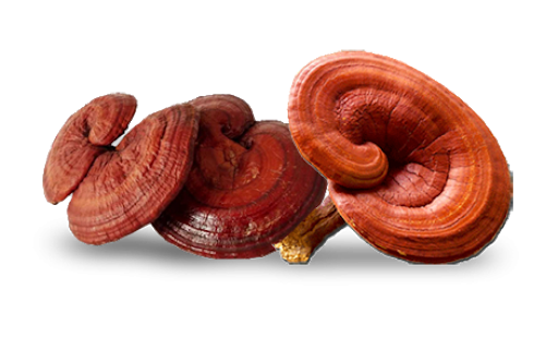 Vì Sao Nấm Linh Chi Lại Đắt Và Có Tốt Như Lời Đồn