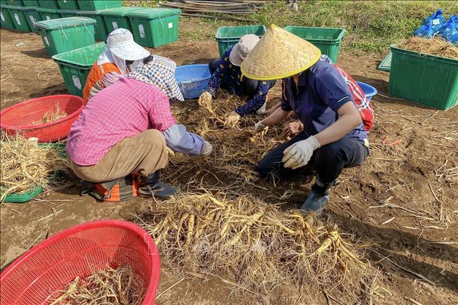 Quá trình thu hoạch nhân sâm Hàn Quốc thực tế ra sao?