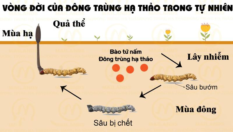 Vòng đời của Đông trùng hạ thảo